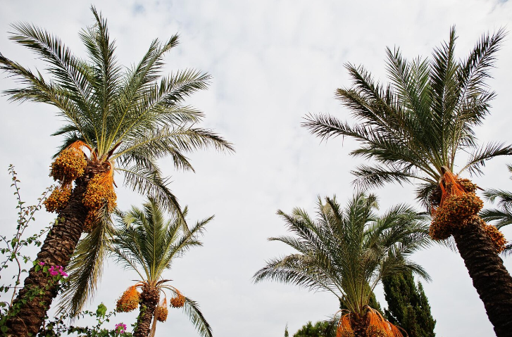 Palm Fiber